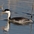 Breeding adult. Note: white above eye, yellow bill and pale flanks.