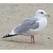 Adult nonbreeding. Note: bright pink legs, more rounded head, less pronounced gonydeal angle, dark eye.