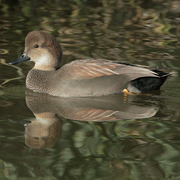 Male. Note: puffy head and black rear.