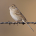 Note: white eye ring, pale stubby bill, and light gray collar.