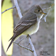 Note: dark head with weak eye ring and whitish wing bars