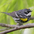 Male (myrtle race). Note: white throat and dark auriculars.